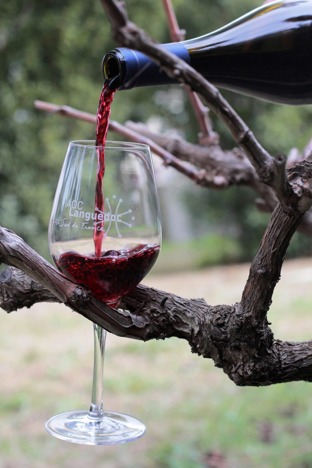 De la vigne au verre