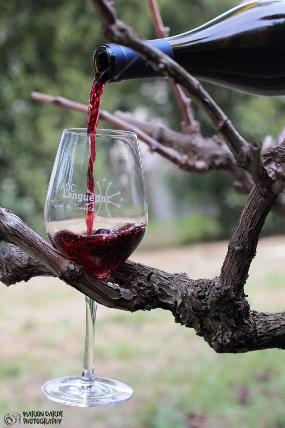 de la vigne au verre